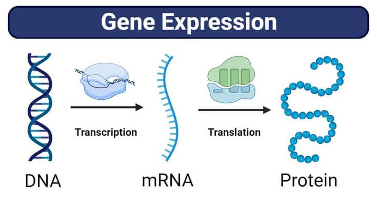What Is Gene Expression?